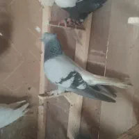 کبوتر