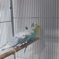 عروس هلندی /مرغ عشق|پرنده|بندرعباس, |دیوار