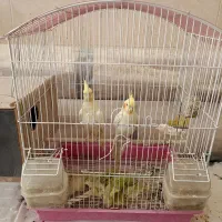 عروس هلندی نروماده