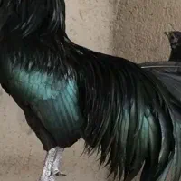مرغ وخروس سوماترا|حیوانات مزرعه|اهواز, ۲۴ متری|دیوار
