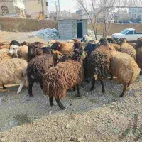 گوسفند و بره