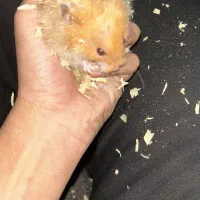 انوع نژاد  همستر