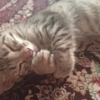 گربه|گربه|گنبد کاووس, |دیوار