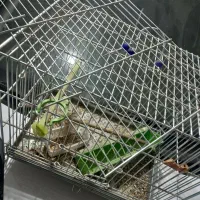 قفس پرنده|لوازم جانبی حیوانات|اصفهان, باغ دریاچه|دیوار