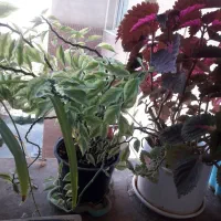 تعدادی گل شاداب حسن یوسف و اپارتمانی بفروش میرسد|گل و گیاه طبیعی|سمنان, |دیوار