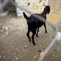 بز ، پازن|حیوانات مزرعه|بندر کنگان, |دیوار