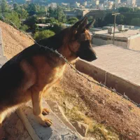 سگ ژرمن گمشده