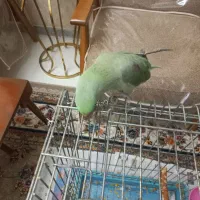 جوجه شاه طوطی ملنگو نر سخنگو