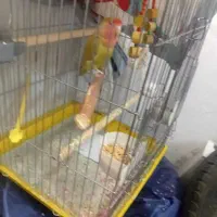 پرنده|پرنده|نهاوند, |دیوار