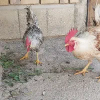 خروس