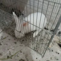 خر گوش نر