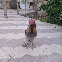 خروس چهل تاج ریشو پاپر