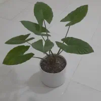 گل بابا آدم