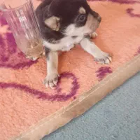 سگ توله دوماهه پاکوتاه خونگی