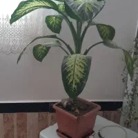 گل بزرگ وشاداب|گل و گیاه طبیعی|پیرانشهر, |دیوار