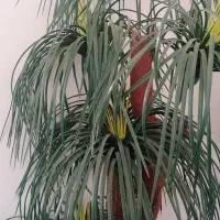 نخل مصنوعی|گل مصنوعی|صدرا-فارس, فاز ۲|دیوار