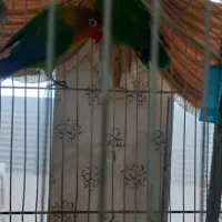 جفت مولد عروس هلندی و طوطی کتوله|پرنده|رفسنجان, |دیوار