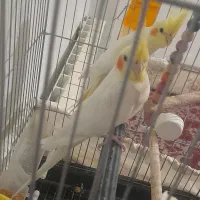 عروس هلندی مولد|پرنده|فولادشهر, مسکن مهر فولادشهر|دیوار