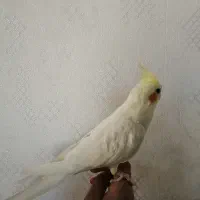 فروش عروس هلندی نر