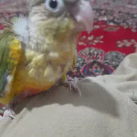 طوطی گرینچیک سرلاکی|پرنده|کرمان, |دیوار