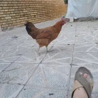 مرغ روستا ی تونم گذا است