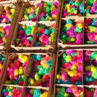 پخش ماکیان اردک جوجه رنگی    محلی گوشتی