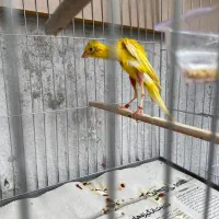 قناری جیبوس