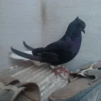 کبوتر دمسفید