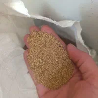 بذر یونجه بغدادی درجه یک