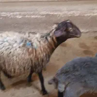 بره نر چاق درشت هیکل