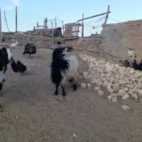 بزآبستن|حیوانات مزرعه|قم, بوستان جوان|دیوار