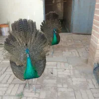 فروش ۲ عدد طاووس