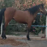 کره مادیون‌ ۳ ساله