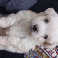 شیتزو|سگ|شاهرود, |دیوار