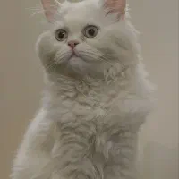 گربه پرشین ماده فحل شده