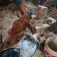 خروس درجه ۱