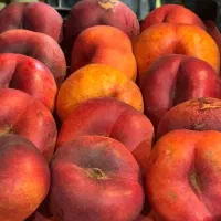 فروش نهال زینتی و میوه ای