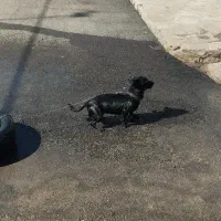 سگ پا کوتاه|سگ|حمیل, |دیوار