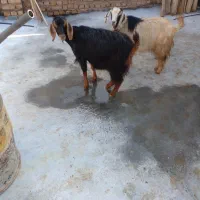 فروش میش جوان