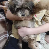 سگ کوچولو پاکوتاه|سگ|ارومیه, |دیوار