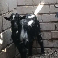 تروشت پزور|حیوانات مزرعه|ایرانشهر, |دیوار