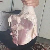 بوقلمون بیوتیک|حیوانات مزرعه|چهاردولی, |دیوار