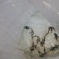 بار جدید کوی پلاتینیوم،مایان