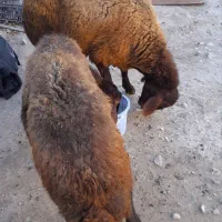 دوراس گوسفند دندان انداختن|حیوانات مزرعه|ارشق, |دیوار