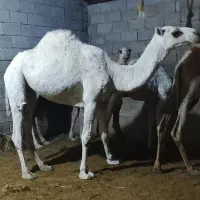 شتر ترکی ماده  به فروش می رسد