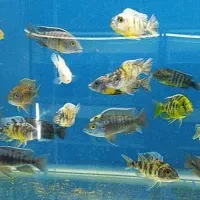 ماهی گوشتخوار و گیاهخوار|ماهی|شیراز, کوشک میدان|دیوار