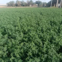 بیده یونجه آماده