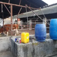 فروش گاوداری صنعتی با سند تک برگ