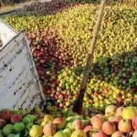 سیب پادرختی خریدارم