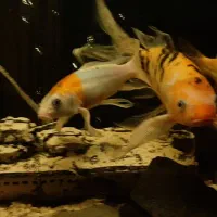 ماهی کوی ۳۰ سانتی حراج واقعی